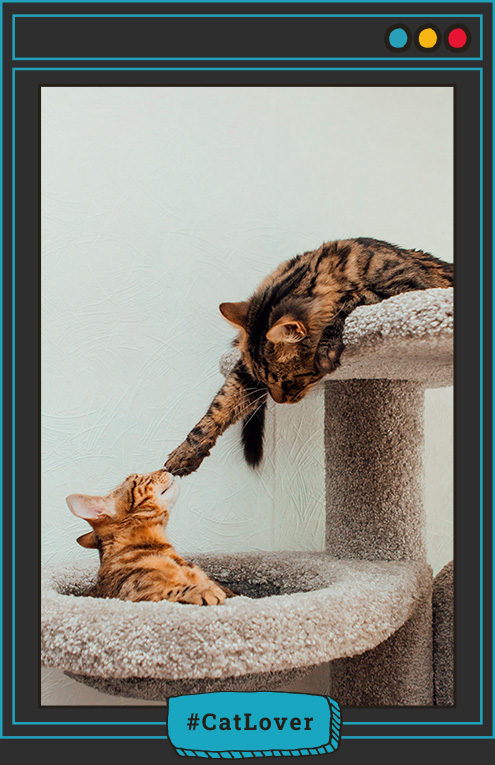 etapas de crecimiento de un gato